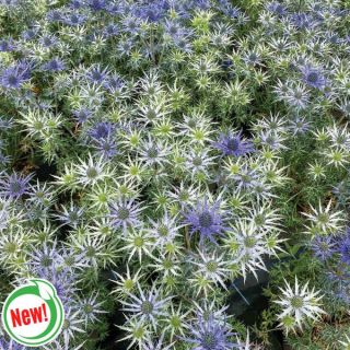 Mediterranean Sea Holly Thumbnail
